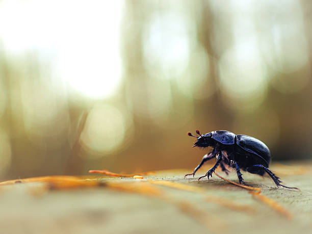 Close-up of a Dor Beetle, Geotrupes stercorarius, stood on the trunk of a fallen tree; space for text.