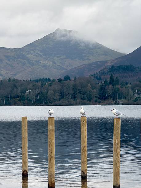 Seagulls perch upon wooden posts attached to a flooded dock on Derwent Water on a grey winter's day