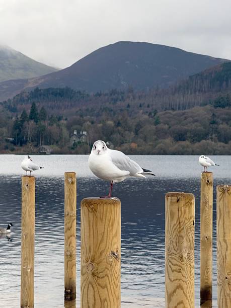 Seagulls perch upon wooden posts attached to a flooded dock on Derwent Water on a grey winter's day