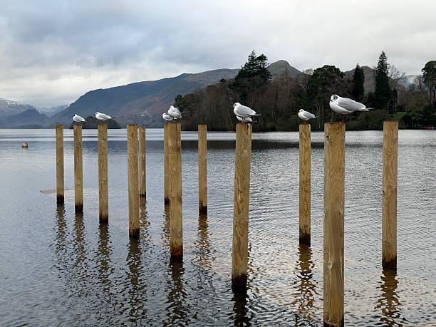 Seagulls perch upon wooden posts attached to a flooded dock on Derwent Water on a grey winter's day