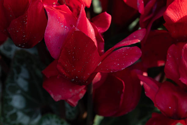 A close-up view of deep red cyclamen flowers, their velvety petals gently curling and catching soft natural light.