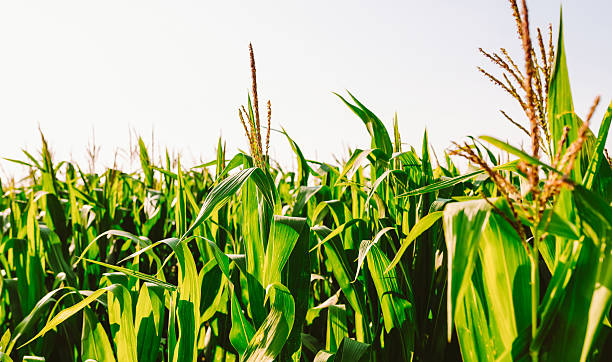 Corn plants stand tall in a field.