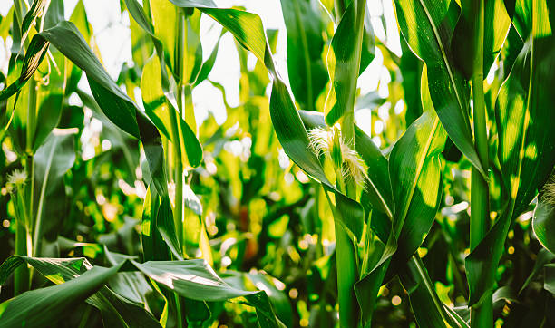 Corn plants stand tall in a field.