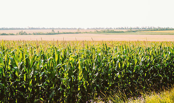 Corn plants stand tall in a field.
