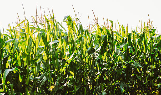 Corn plants stand tall in a field. Corn plants stand tall in a field.