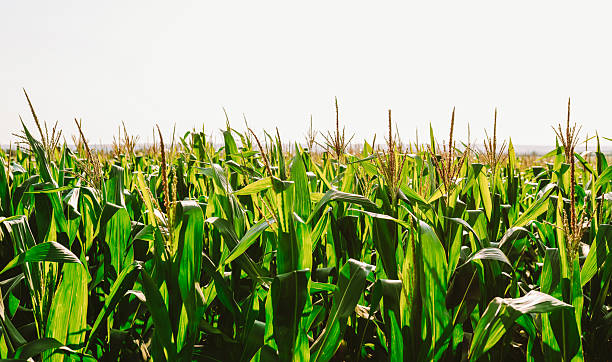 Corn plants stand tall in a field.