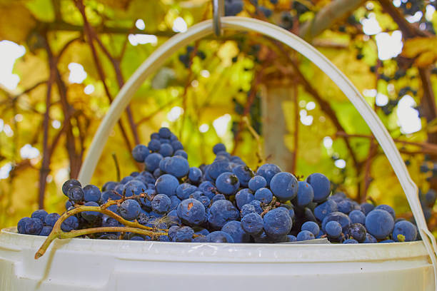 Freshly picked blue grapes in a white bucket on a vineyard background