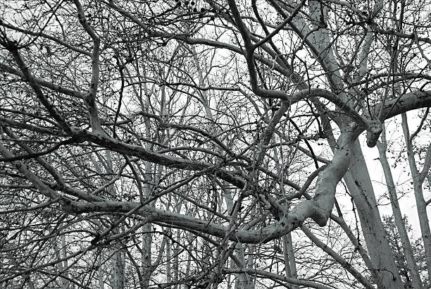 silhouette of dead, dry and withered tree branch isolated by white background