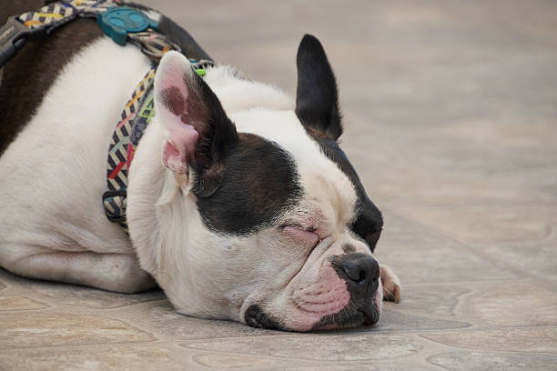 Fboston terrier dog resting, napping comfortably on warm outdoor paving
