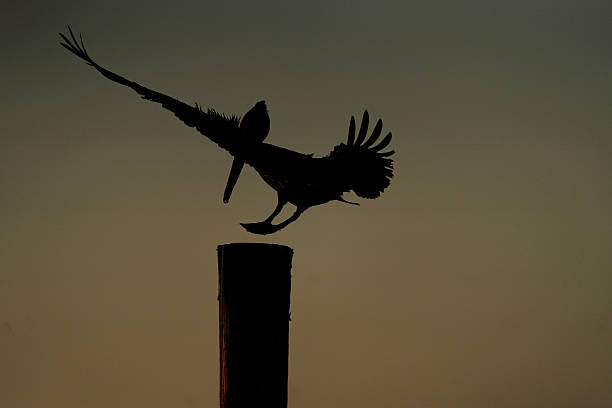 Amazing bird in flight during a Sunrise over the Atlantic Ocean in the Florida Keys
