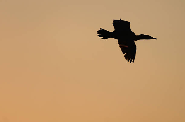 A Seagull and a Kumaran in flight  during a Morning Sunrise over the Atlantic Ocean in the Florida Keys