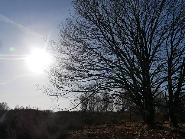 This landscape photograph shows the silhouettes of bare trees backlit by the sun, standing in a brown heathland. The low winter sun and the cloudless blue sky are visible through the branches.The photo was taken in the Mechelse Heath in the Hoge Kempen National Park (Belgium/Province of Limburg).