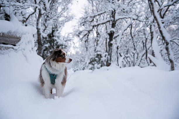 Red merle mini australian shepherd wearing a blue harness, standing in snowy trees in Norway