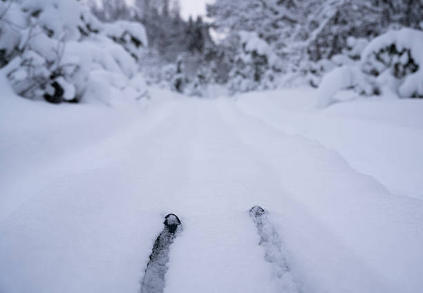 Ski tips covered in snow, seen in a ski track in a winter forest scene