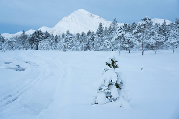 Little pine tree buried in the snow, with a snowy forest and mountains in the background