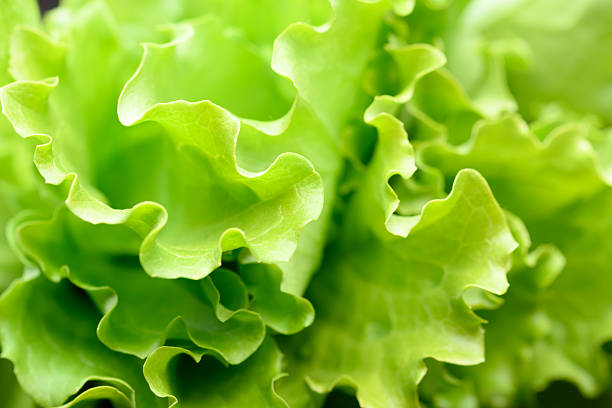 Curly salad lettuce greens photographed in close up with rich texture and volume. Fresh leaves express natural farming and food freshness