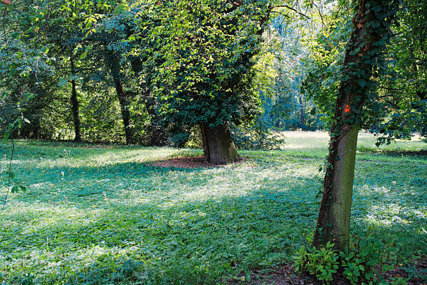 Lush green meadow with wildflowers and tall grass leading into a dense forest edge on a bright sunny summer day with white sky background