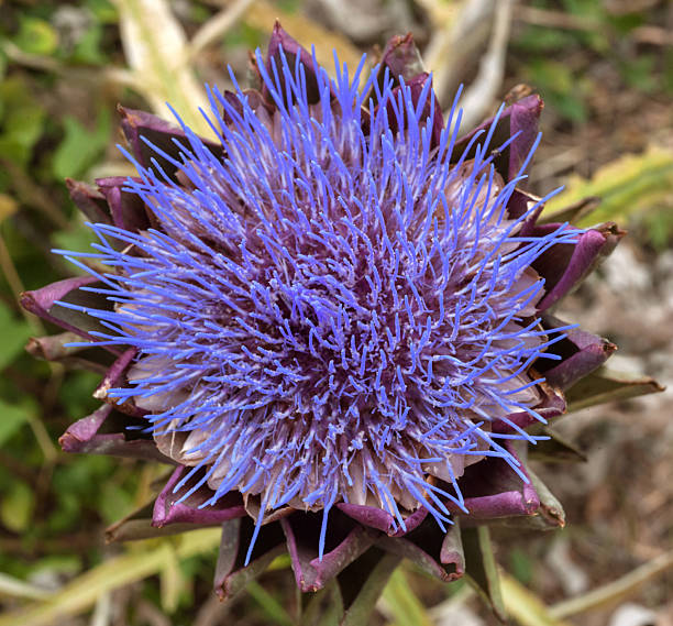 flowering artichoke (Cynara cardunculus), also known as Spanish artichoke top view close-up