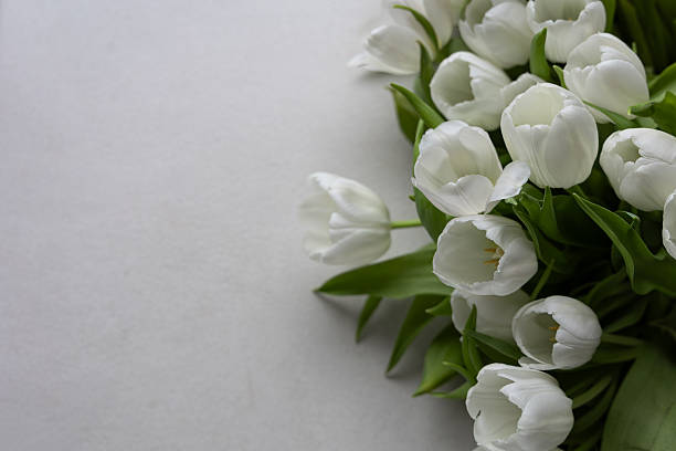 Bunch  of white tulip flowers with light green card isolated on white