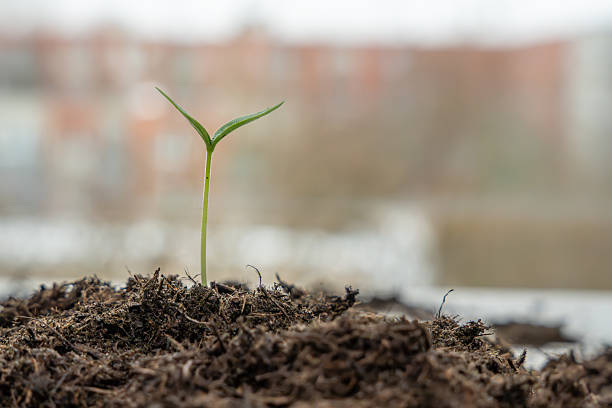 Cucumber seedling growing outdoors with soft blurred urban background. Contrast between nature and city emphasizes resilience and new life.