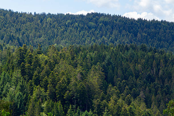 View over the evergreen pine trees in the summer season. Photo taken in high angle view, Black Forest, Germany.