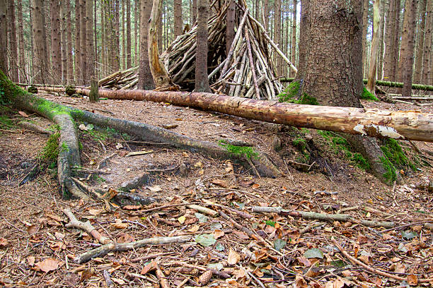Fallen trees in a forest near Bakkeveen, Friesland, the Netherlands. With branches there was made a shelter cabin. Could be used as firewood for warming.