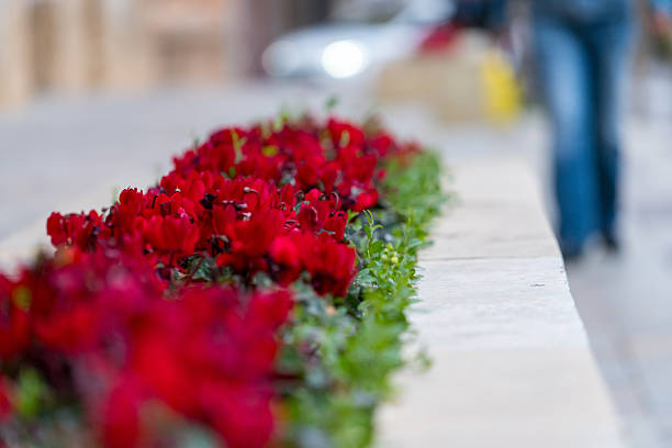 Close up of red flowers in urban planter with blurred pedestrian and street background shallow depth of field city lifestyle spring atmosphere