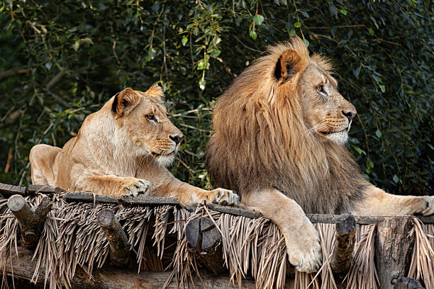 Male white lion (leucistic) in a South African Game Reserve, looking towards a female.