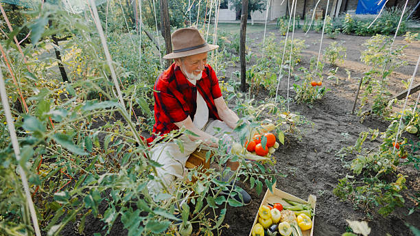 Senior gardener working in his backyard garden surrounded by plants. Rural life, homegrown food, traditional gardening and self-sufficient lifestyle.