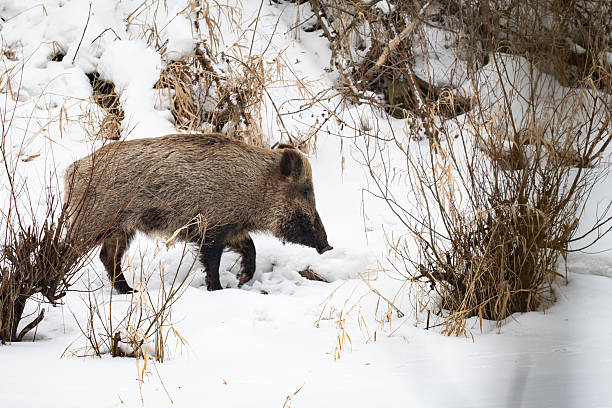 Young wild boar in the snow