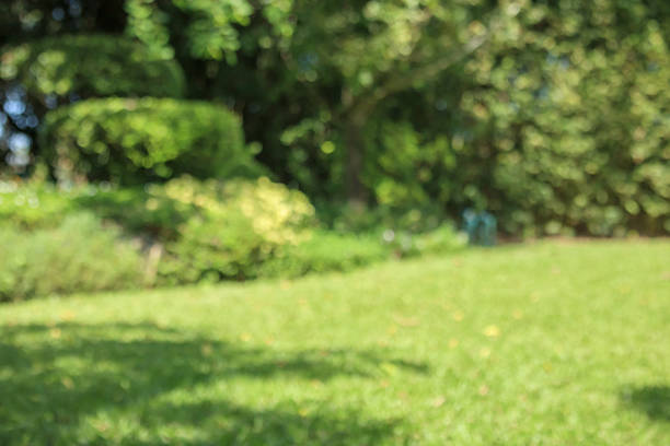 Abstract blur green park garden for background