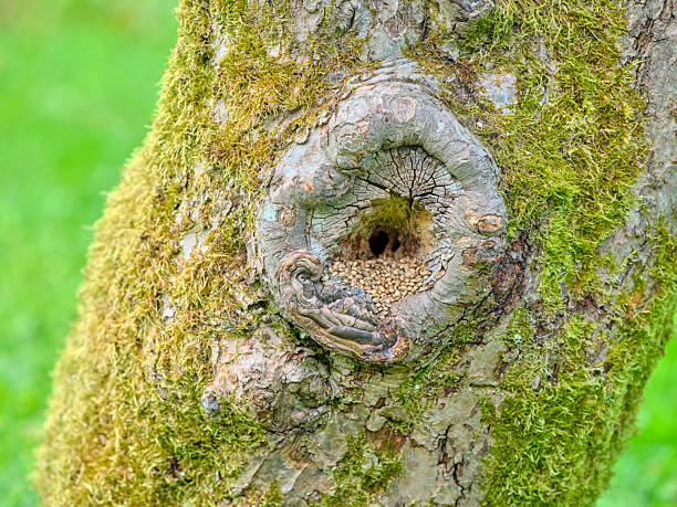 In a quiet Danish woodland, a moss-clad tree trunk reveals a weathered hollow filled with tiny seeds. The scene emphasizes texture, green moss, and a serene, autumnal mood. Perfect for nature, landscape, and botanical themes that convey calm, growth, and the beauty of woodland ecosystems.