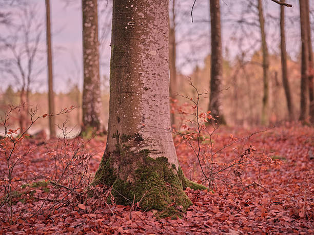 A tranquil Denmark forest scene in autumn, featuring tall beech trees with moss-covered trunks and a carpet of orange-brown leaves. The quiet atmosphere captures natural beauty, calm moods, and seasonal charm suitable for nature, travel, and wellness projects.