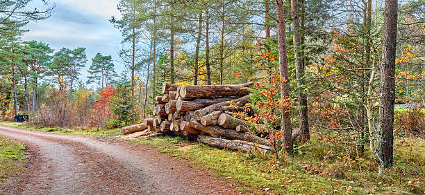 A tranquil forest roadside scene in Denmark featuring a neat stack of cut logs beside tall pines and birches. Autumn light, earthy tones, and a winding dirt path convey rustic, natural calm and the beauty of forestry in a European woodland.