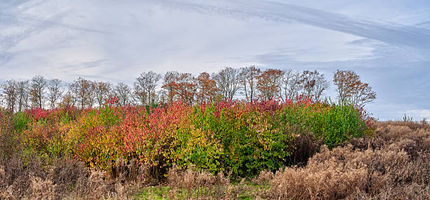 A wide field scene shows vibrant fall foliage in reds, oranges, and greens along a dense line of shrubs, with leafless trees in the background and a bright blue sky. Ideal for nature, seasonal, and outdoor lifestyle projects set in Denmark.