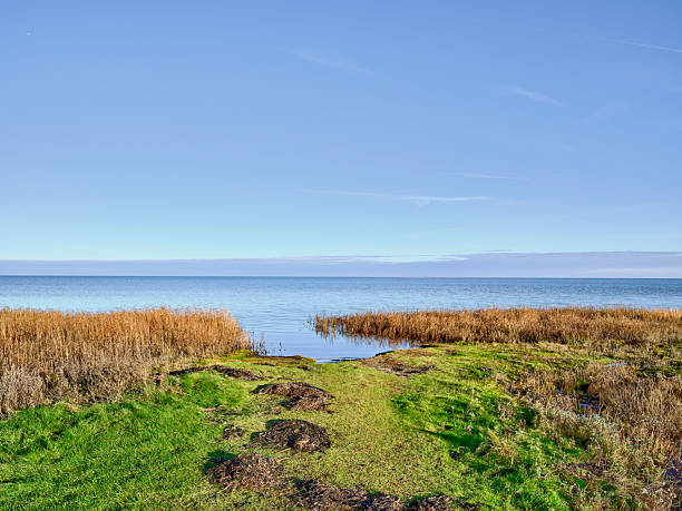 A calm lakeside scene featuring a grassy path bordered by golden reeds, leading to a smooth blue lake under a clear sky. Ideal for nature, travel, and lifestyle visuals, capturing peaceful solitude and scenic Danish coastlines.