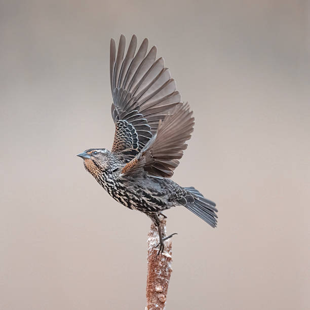 A female Red Winged Blackbird flying off a cattail in New Hampshire.