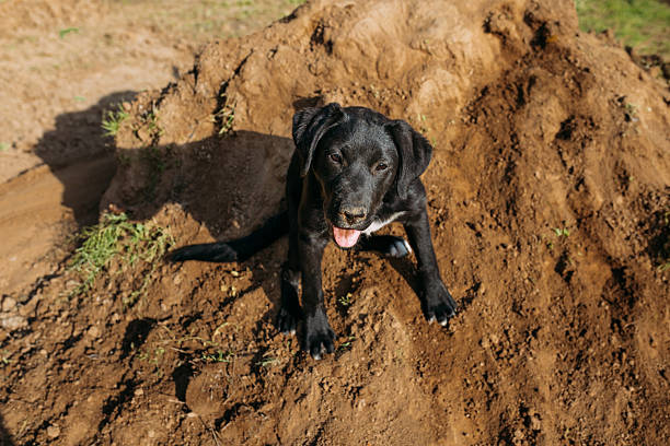 Playful black puppy sitting in dirt in yard in McClure, Illinois, United States