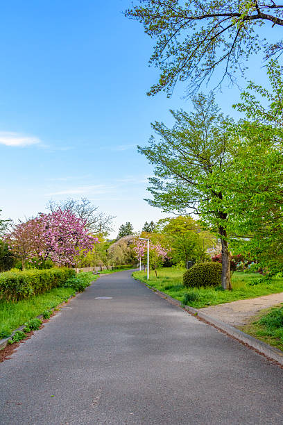 Walking along the Hirose River in Sendai, where fresh greenery is in bloom