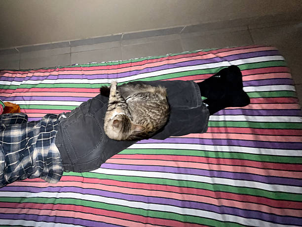 A person is lying on a bed with a striped blanket. A cat is curled up and resting on the person's legs. The setting is dimly lit, showing a cozy moment at night.