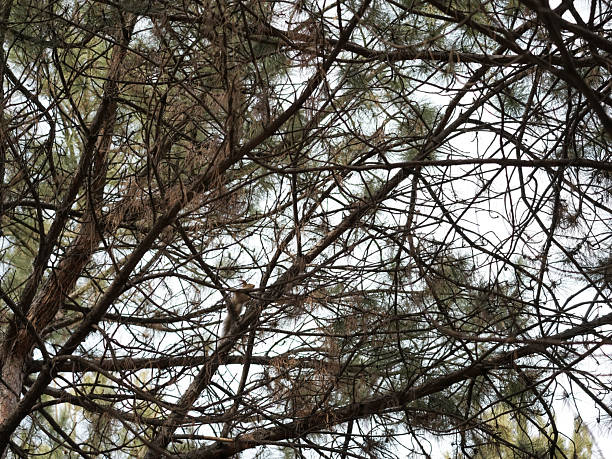 A dense, intricate canopy of pine tree branches and needles against a bright, overcast sky. If you look closely, you can see a small squirrel.