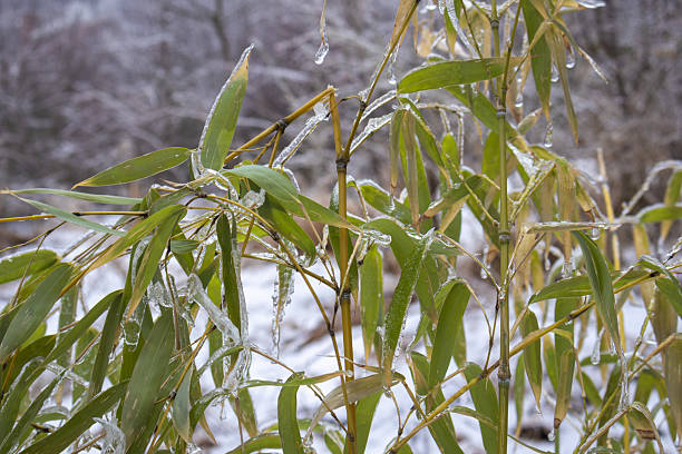Frozen Bamboo Leaves with Ice - Winter Nature Close Up.