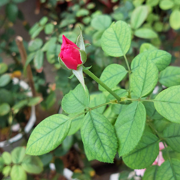Red rose bud in the early stage of blooming, showing initial flower development. Botanical detail capturing rose growth, natural beauty, and the beginning of flowering in garden plants.