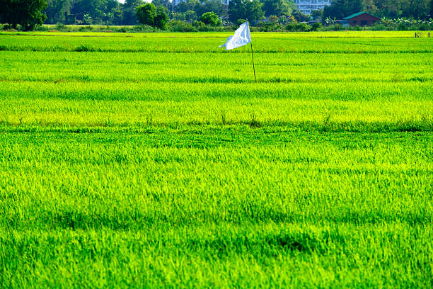 A vibrant rice field in lush green hues under clear skies, featuring a white flag. This serene landscape captures the essence of agriculture and nature.