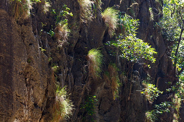 A rocky cliff with green plants growing on it. The plants are covering the entire wall and the wall itself is brown. The plants are thriving in the harsh environment