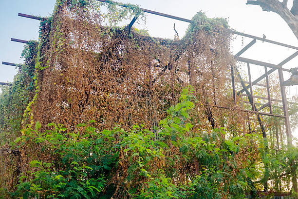 Abandoned incomplete thai home covered by plants in deep afternoon sunlight in residential district of Bangkok Ladprao