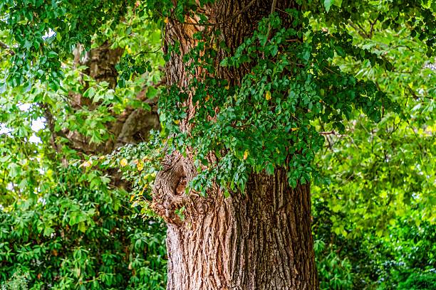 A Summer's day admiring the flora and fauna at Cook Park in Orange, Central West of NSW, Australia.