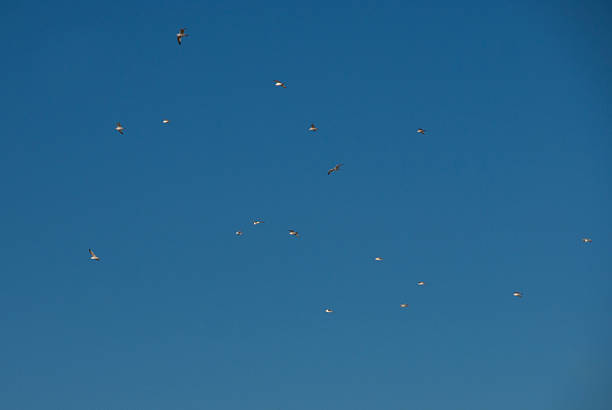 Flock of birds flying over blue sky background. Natural wildlife scene with many seagulls in flight. Clear blue sky with gulls, nature concept background for creative design.