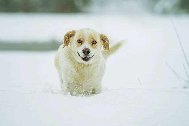 Domestic dog standing in deep snow on a forest path during winter, surrounded by trees and a cold seasonal background.