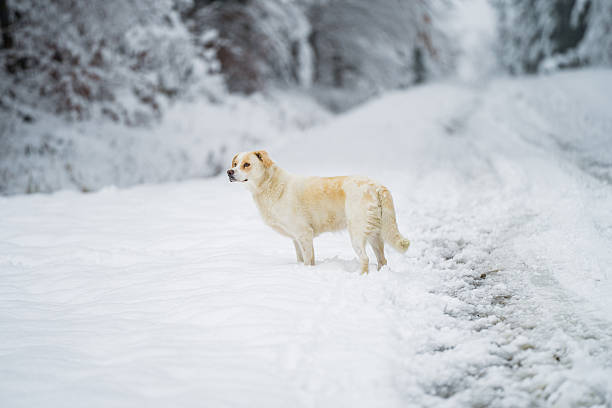 Domestic dog standing in deep snow on a forest path during winter, surrounded by trees and a cold seasonal background.